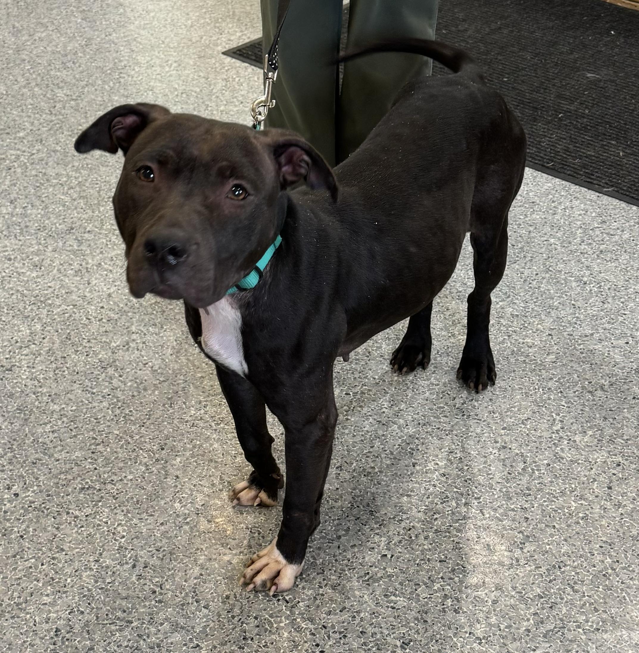 Blueberry, a Adoptable Pit Bull Terrier in Chase City, VA image 3/4