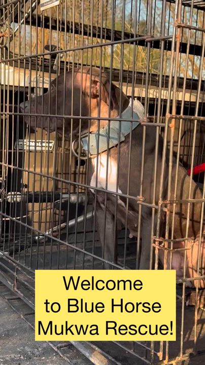 Enlarge Blueberry, a Adoptable Pit Bull Terrier in Chase City, VA video 4/4