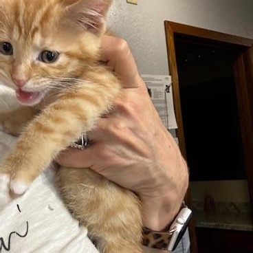 Enlarge Buzz and Woody, a Adoptable Domestic Short Hair in Hutchinson, MN image 3/6