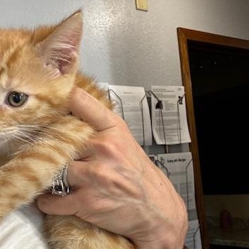 Enlarge Buzz and Woody, a Adoptable Domestic Short Hair in Hutchinson, MN image 4/6