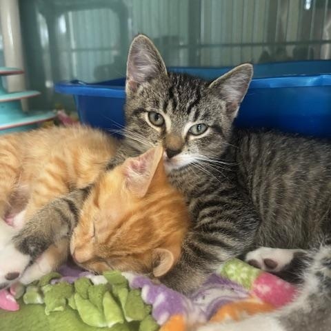 Buzz and Woody, Adoptable, Kitten Male Domestic Short Hair.