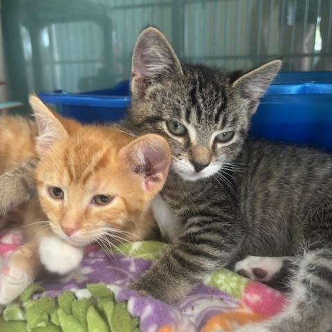 Enlarge Buzz and Woody, a Adoptable Domestic Short Hair in Hutchinson, MN image 6/6