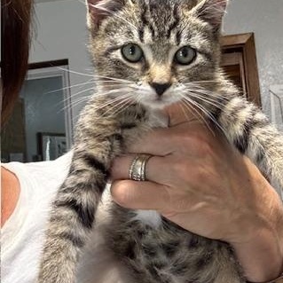 Enlarge Buzz and Woody, a Adoptable Domestic Short Hair in Hutchinson, MN image 2/6