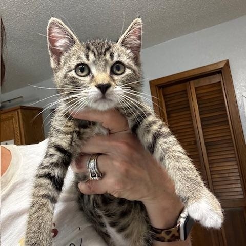 Enlarge Buzz and Woody, a Adoptable Domestic Short Hair in Hutchinson, MN image 5/6