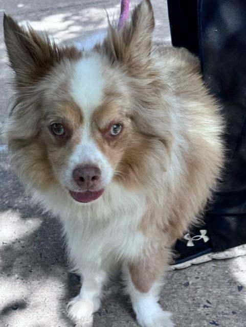 Gibson-8/31/26, an adopted mixed breed in Lambertville, NJ image 3/4