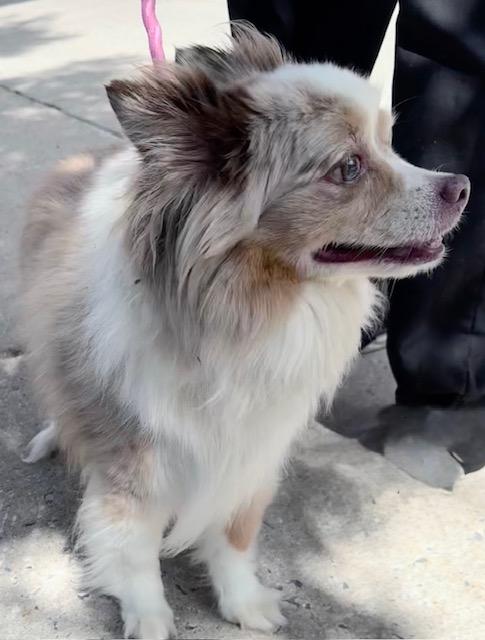 Gibson-8/31/26, an adopted mixed breed in Lambertville, NJ image 4/4