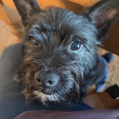 Prince, a ADOPTABLE Scottish Terrier in Orlando, FL image 2/2