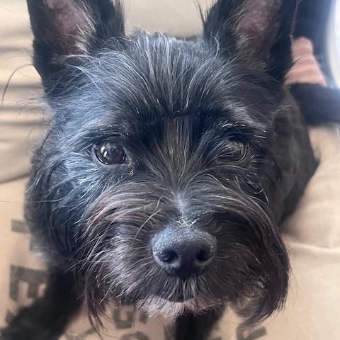 Prince, ADOPTABLE, Adult Male Scottish Terrier.