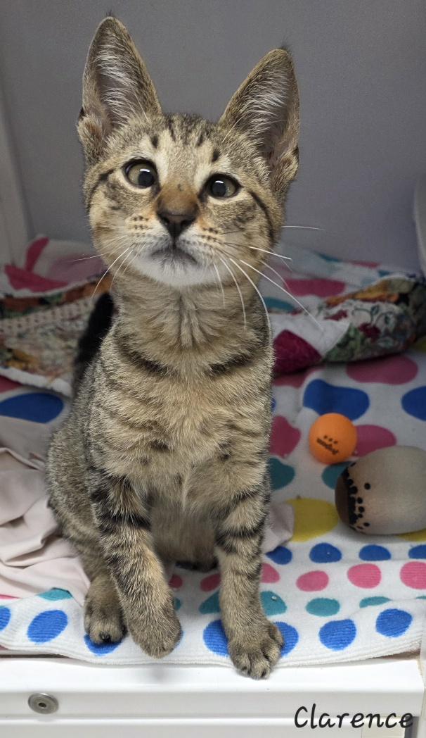 Enlarge Clarence, an adopted Domestic Short Hair in Key Largo, FL image 4/6