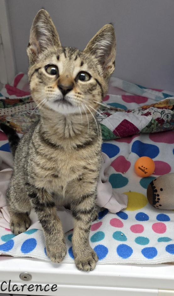 Enlarge Clarence, an adopted Domestic Short Hair in Key Largo, FL image 3/6