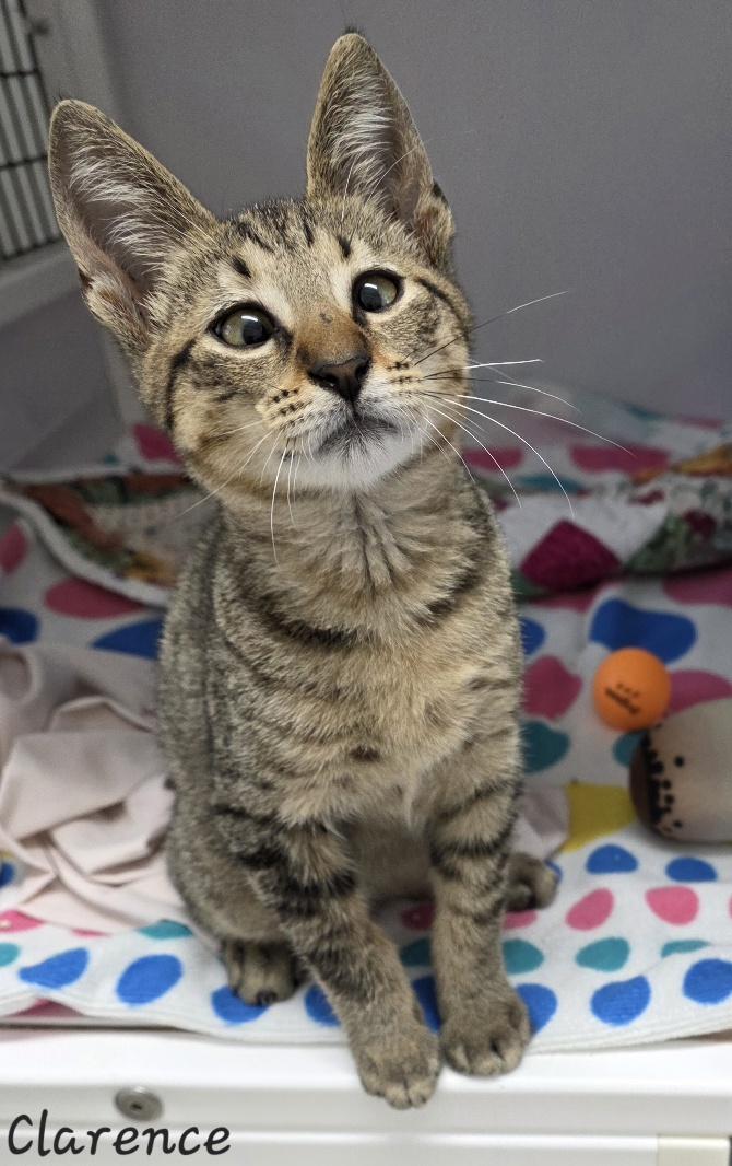 Enlarge Clarence, an adopted Domestic Short Hair in Key Largo, FL image 5/6