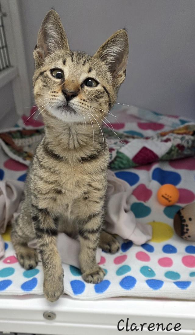 Clarence, adopted, Young Male Domestic Short Hair.