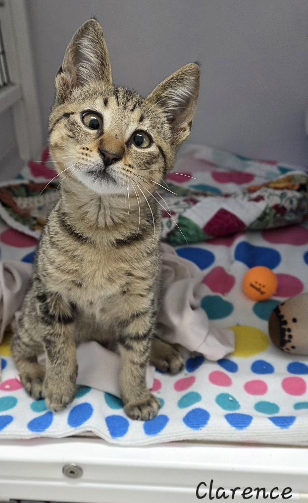 Enlarge Clarence, an adopted Domestic Short Hair in Key Largo, FL image 2/6