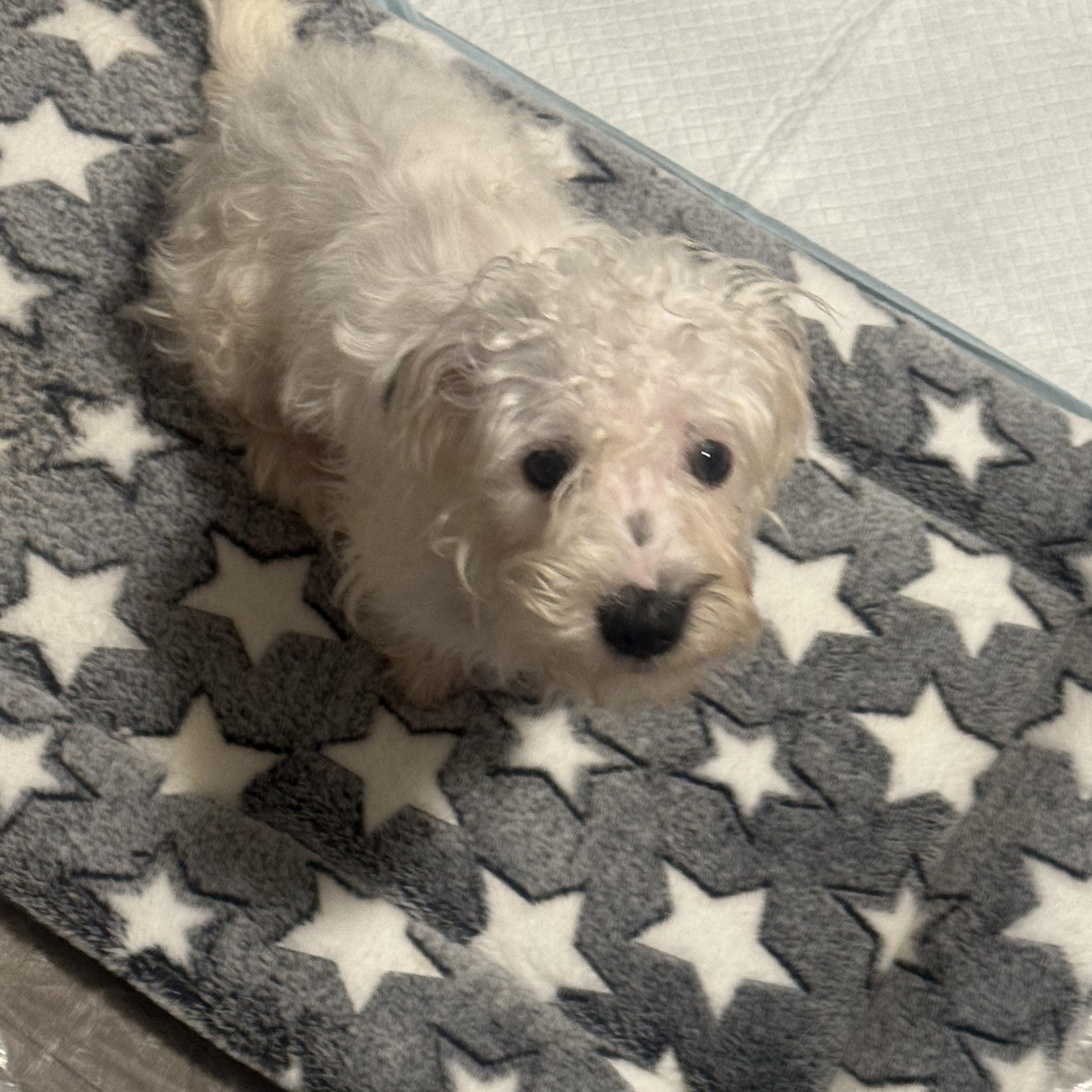 Turner, ADOPTABLE, Puppy Male Maltipoo.