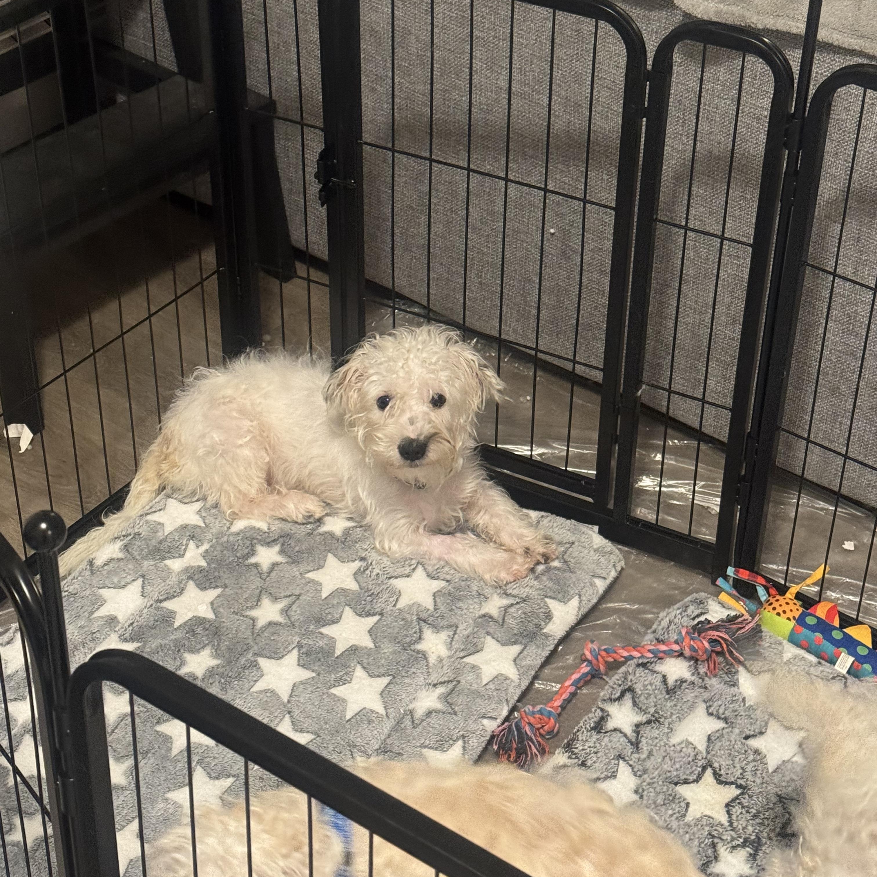 Turner, an adopted Maltipoo in Los Angeles, CA image 2/2