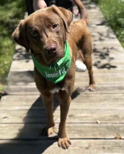 Chowder, Adoptable, Adult Male Labrador Retriever.