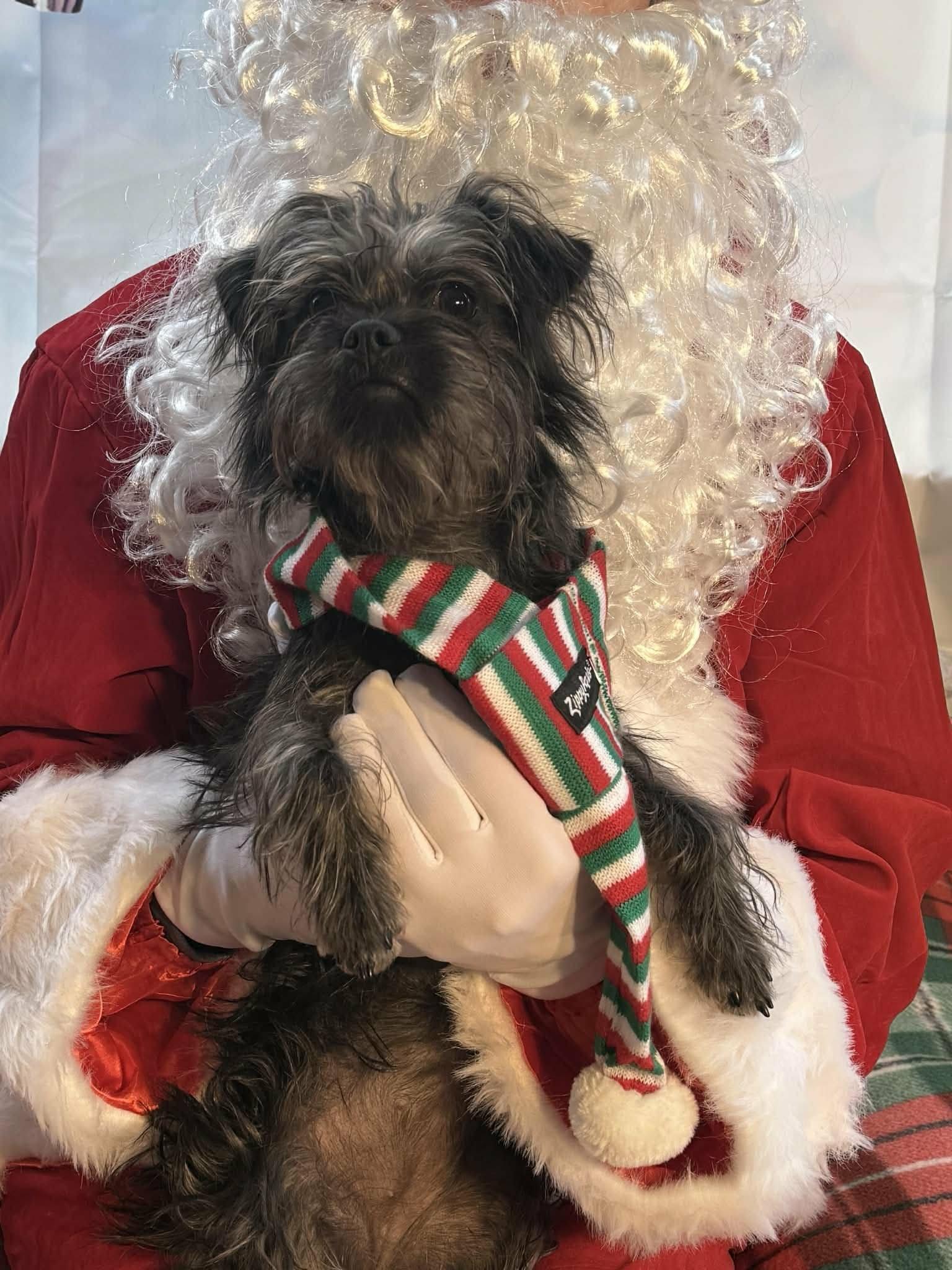 Enlarge Taffy (watch my video), a Adoptable mixed breed in Ellicott City, MD image 3/5