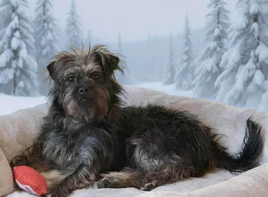 Taffy (watch my video), Adoptable, Young Female Affenpinscher & Mixed Breed.