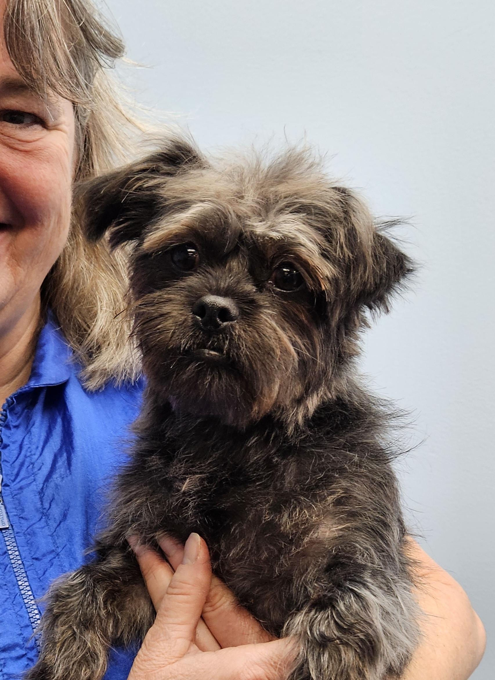 Taffy (watch my video), a Adoptable mixed breed in Ellicott City, MD image 1/6