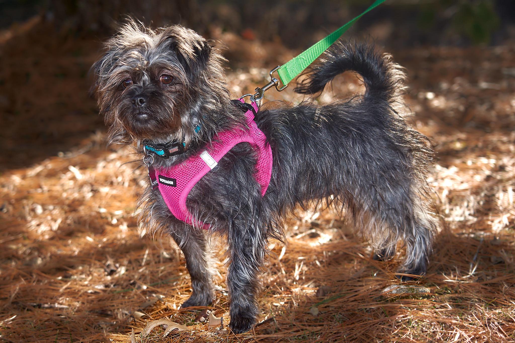 Taffy (watch my video), Adoptable, Young Female Affenpinscher & Mixed Breed.