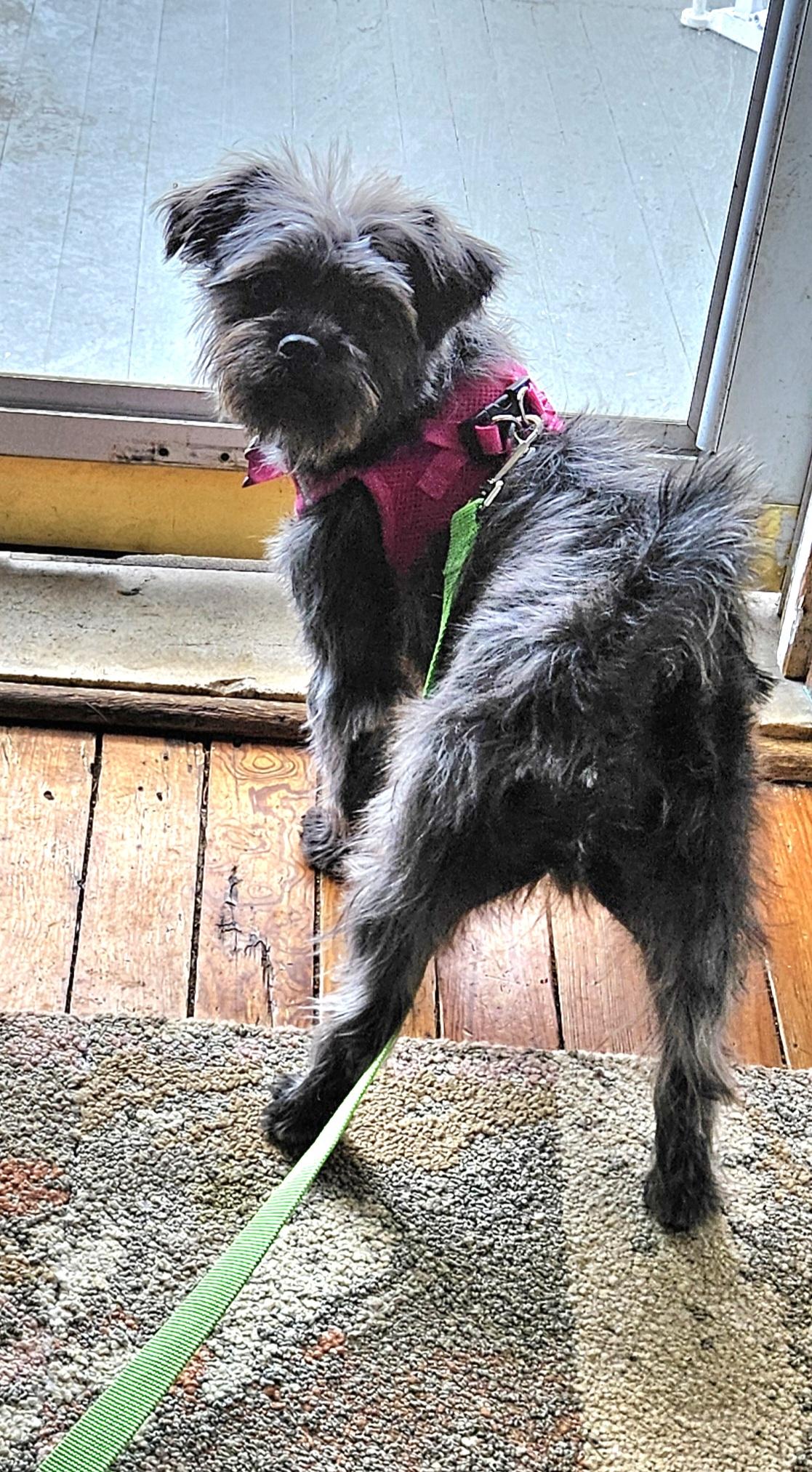 Taffy (watch my video), a Adoptable mixed breed in Ellicott City, MD image 6/6