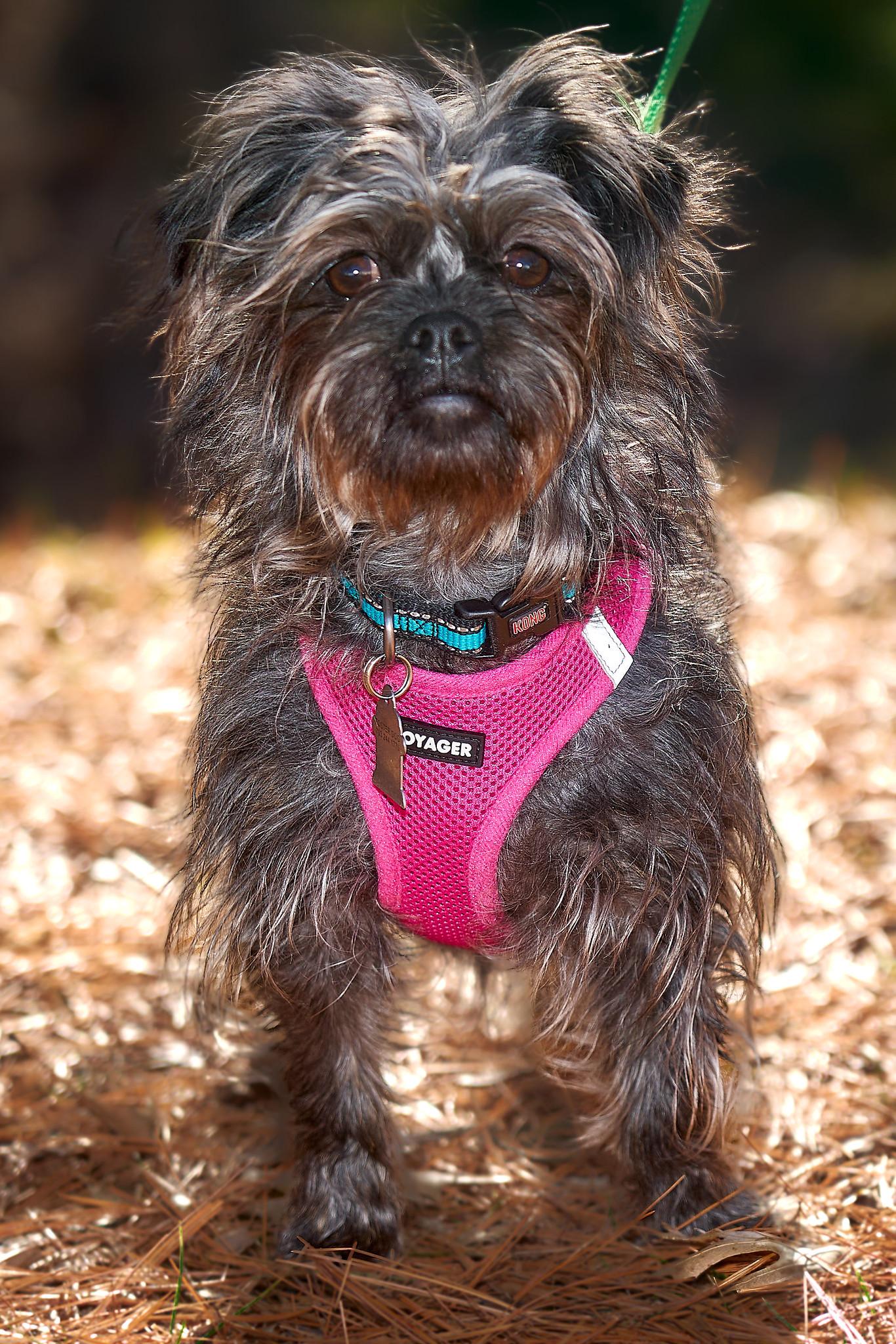 Taffy (watch my video), a Adoptable mixed breed in Ellicott City, MD image 3/6