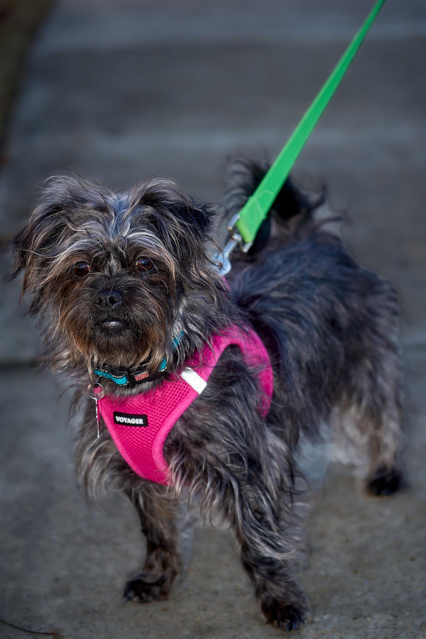 Taffy (watch my video), a Adoptable mixed breed in Ellicott City, MD image 2/6