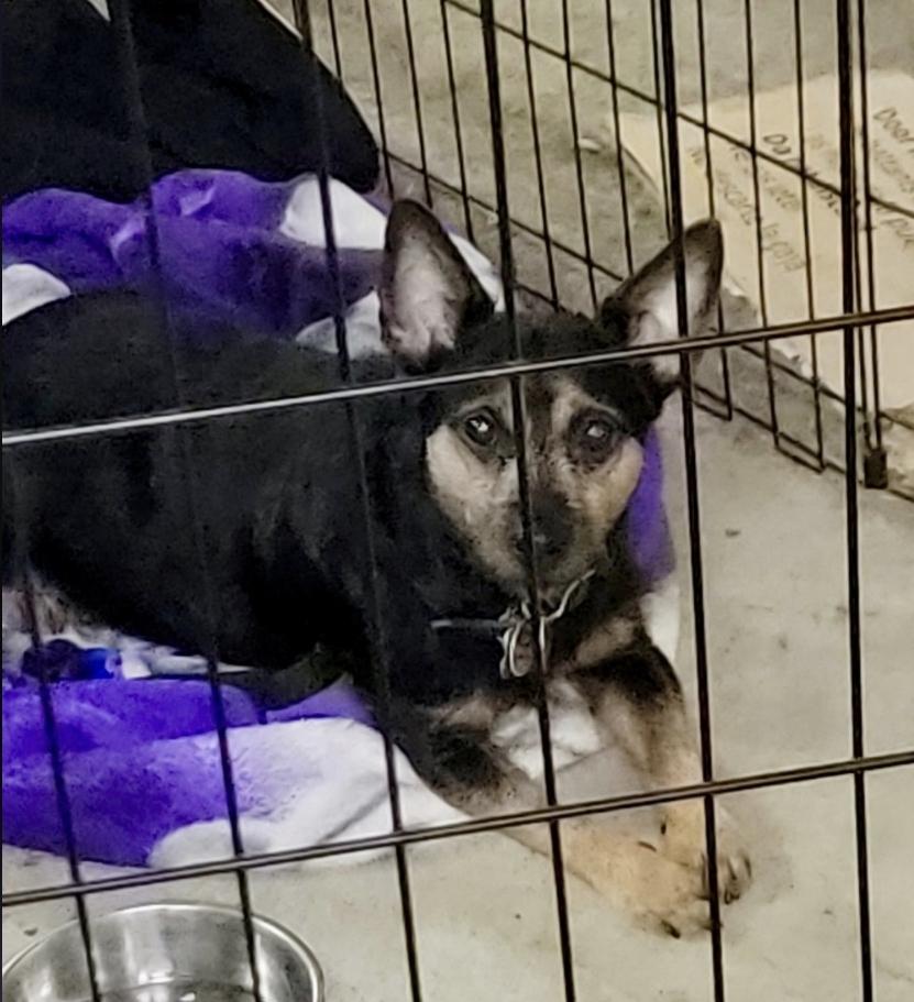 Woody, a Adoptable mixed breed in Miamitown, OH image 1/2