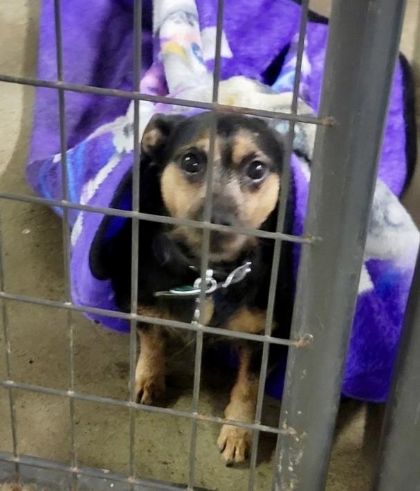 Woody, a Adoptable mixed breed in Miamitown, OH image 2/2