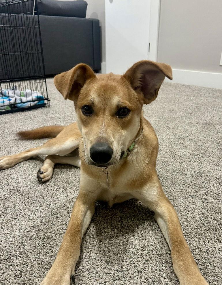 Enlarge Briggs, a Adoptable Mixed Breed in Omaha, NE image 1/3