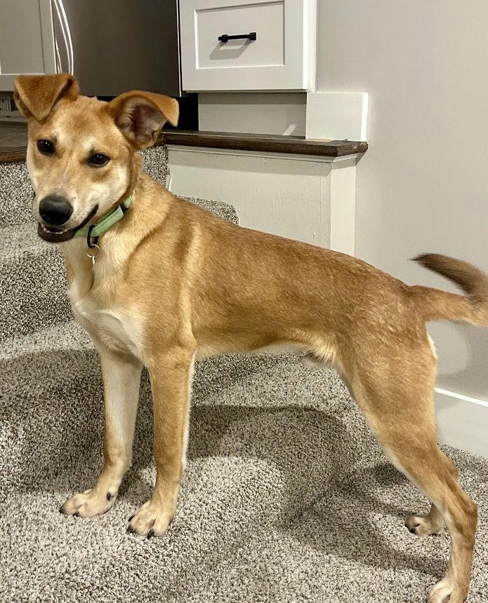 Enlarge Briggs, a Adoptable Mixed Breed in Omaha, NE image 2/3