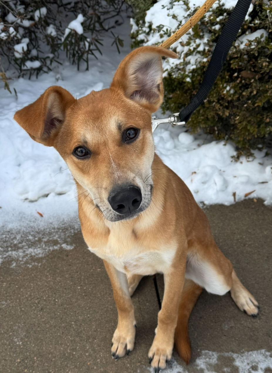 Enlarge Briggs, a Adoptable Mixed Breed in Omaha, NE image 3/3