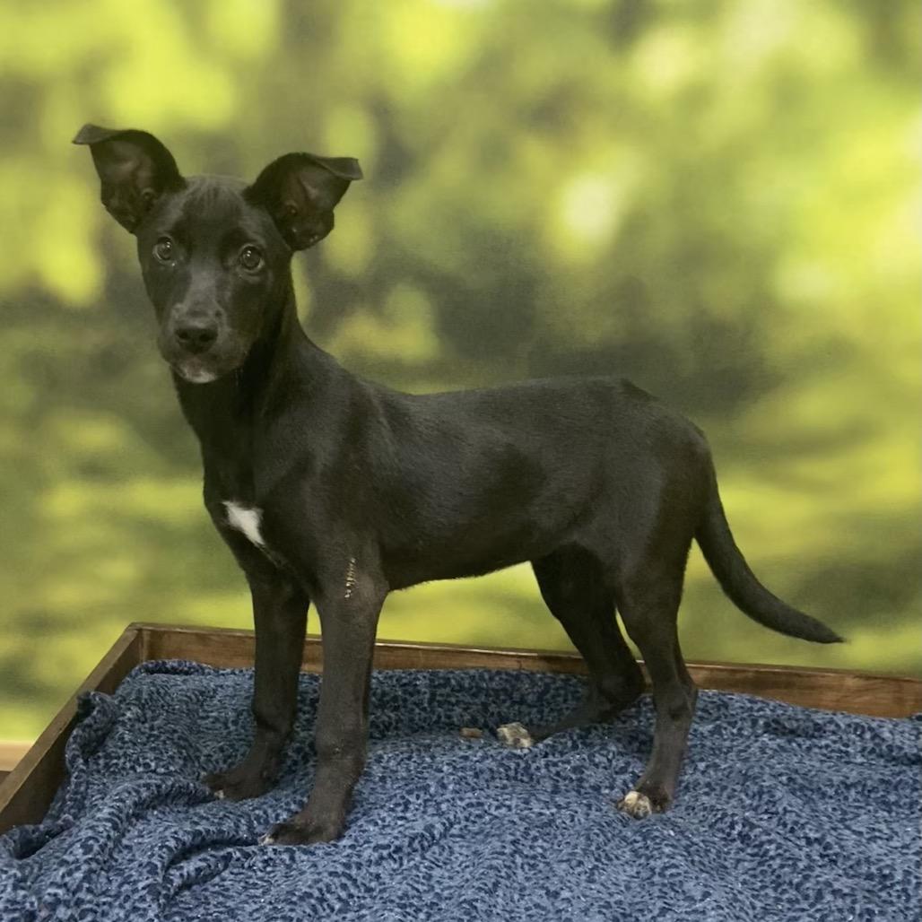 Nee-la, Adoptable, Young Female Black Labrador Retriever.