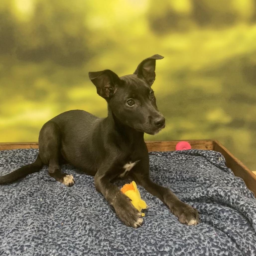 Nee-la, a Adoptable Black Labrador Retriever in Auburn, NH image 2/3