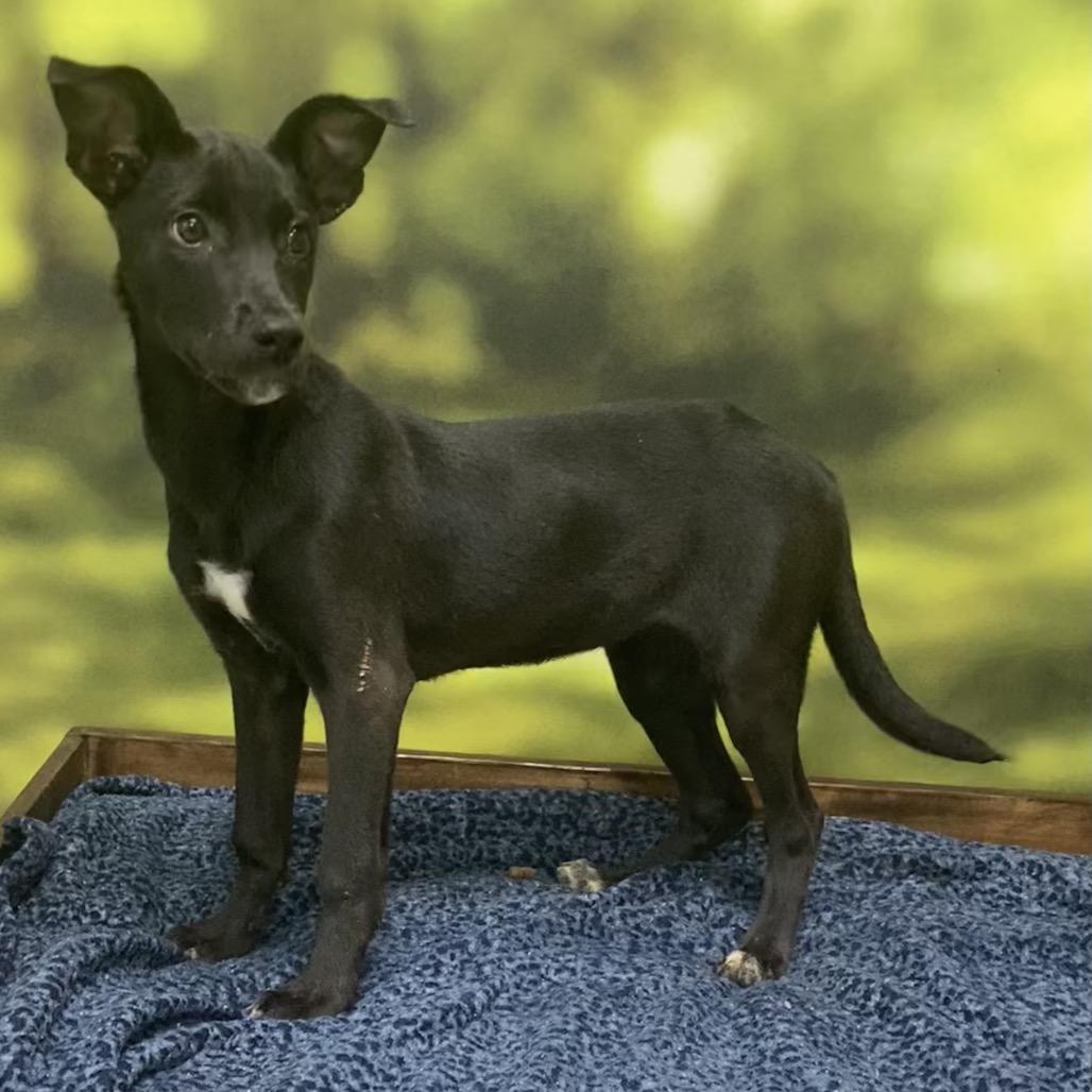 Nee-la, a Adoptable Black Labrador Retriever in Auburn, NH image 3/3