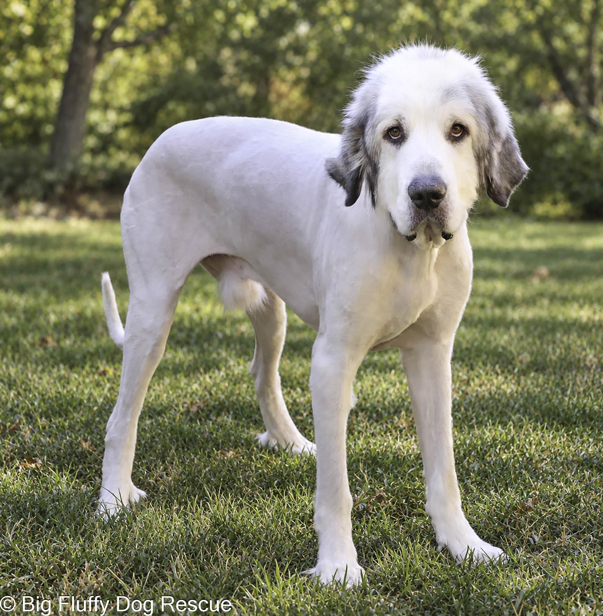 Enlarge Pokey, a Adopted Great Pyrenees in Nashville, TN image 2/4