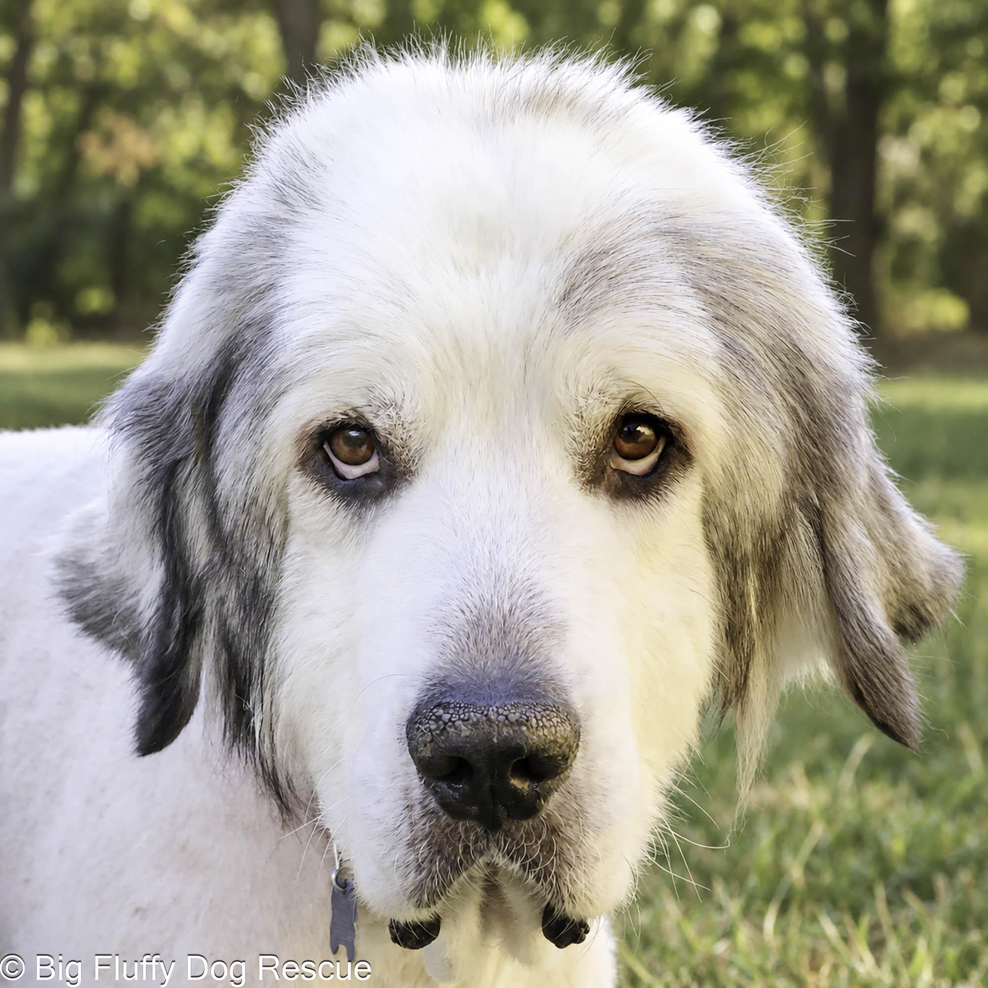 Enlarge Pokey, a Adopted Great Pyrenees in Nashville, TN image 1/4