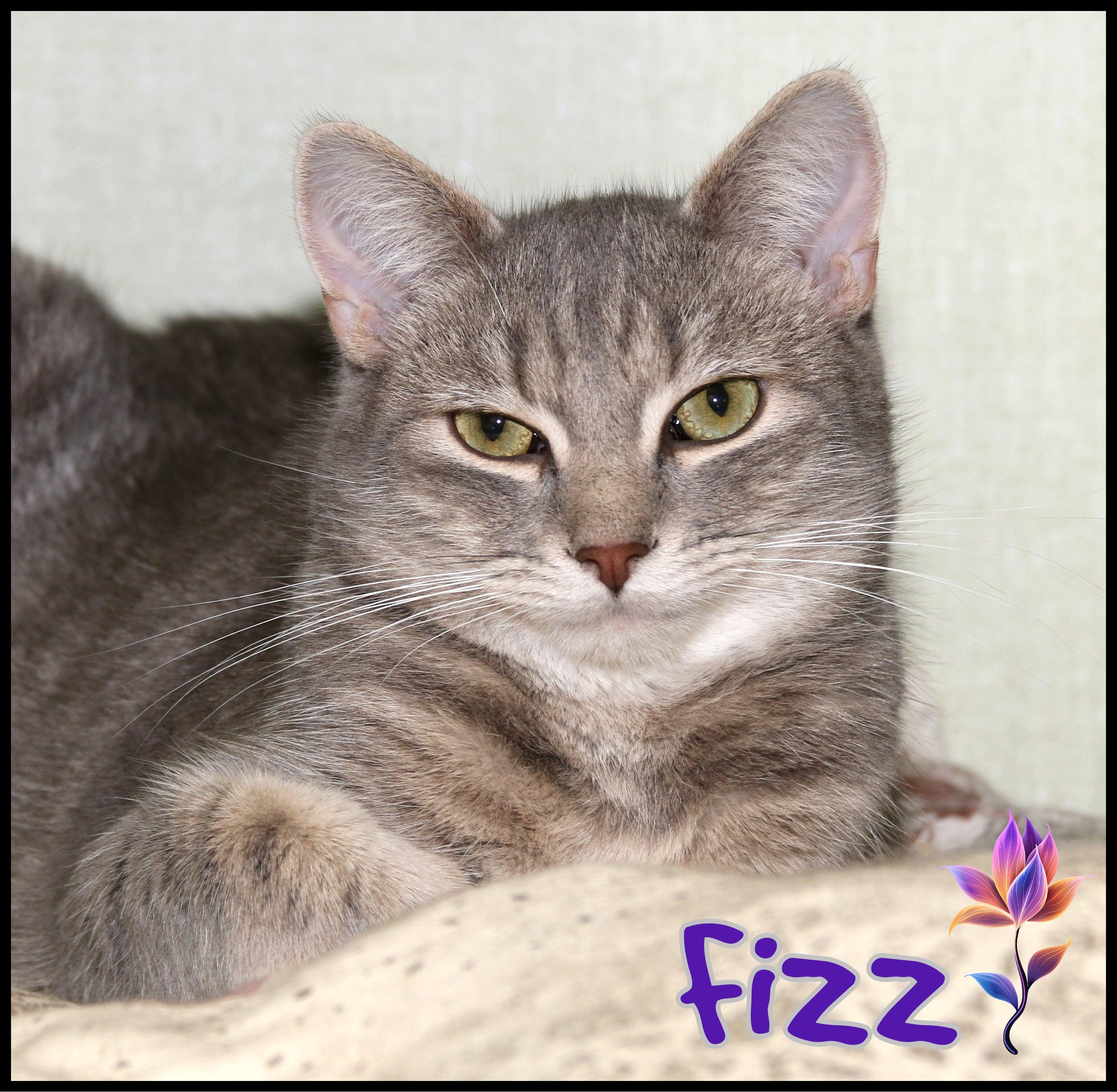 Fizz, a Adoptable Domestic Short Hair in Shippenville, PA image 1/3