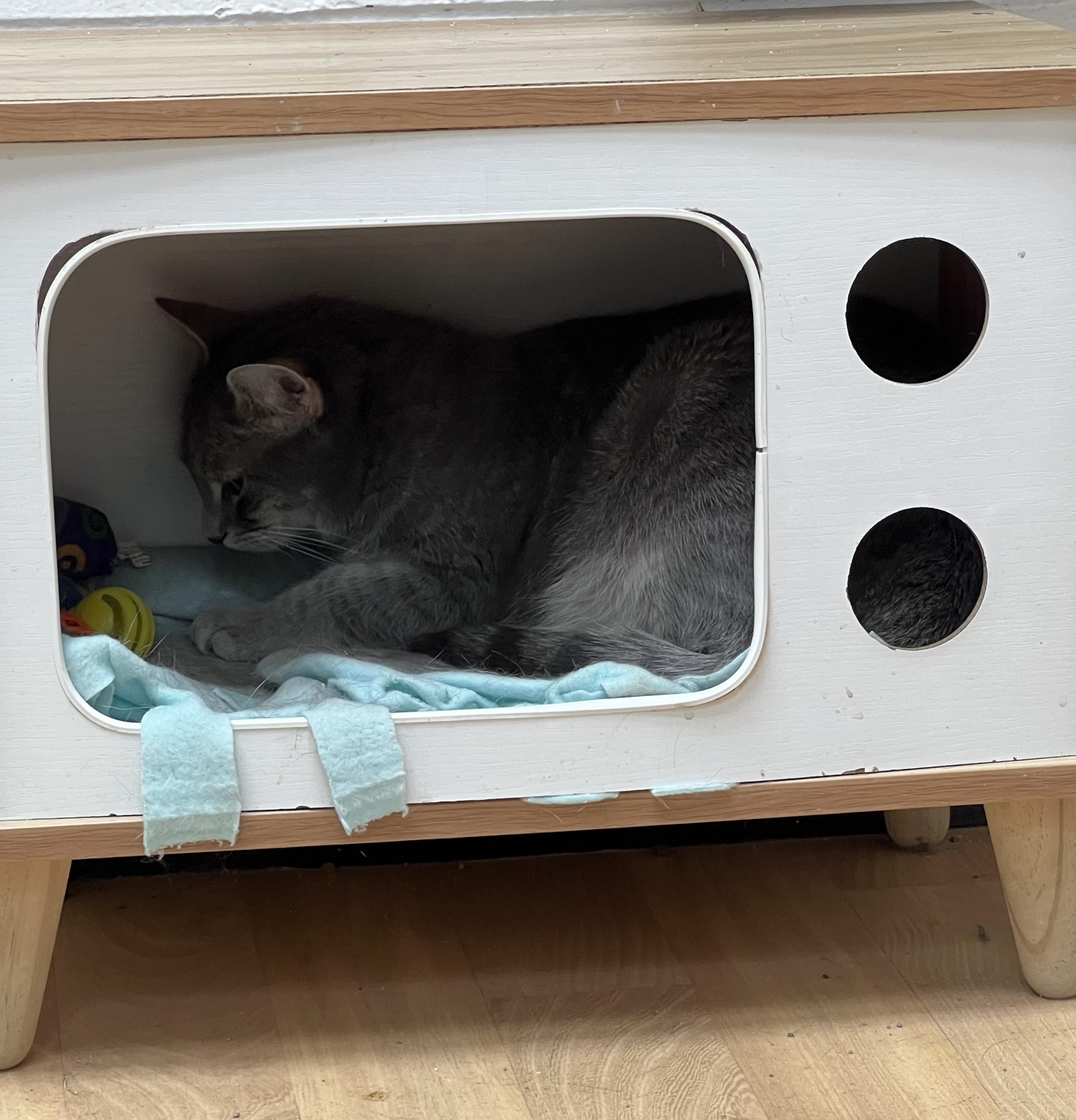 Fizz, a Adoptable Domestic Short Hair in Shippenville, PA image 2/3