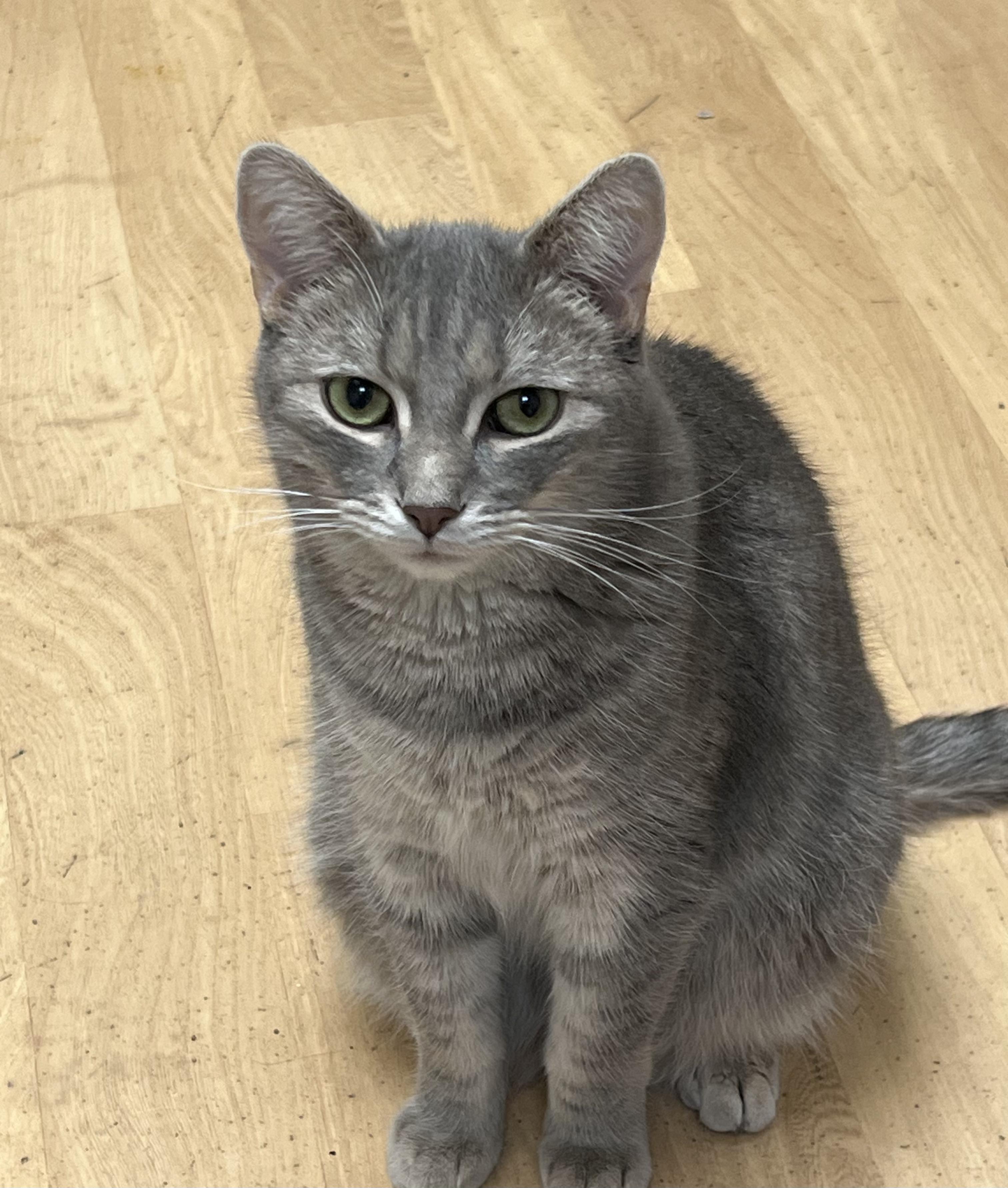 Fizz, a Adoptable Domestic Short Hair in Shippenville, PA image 3/3