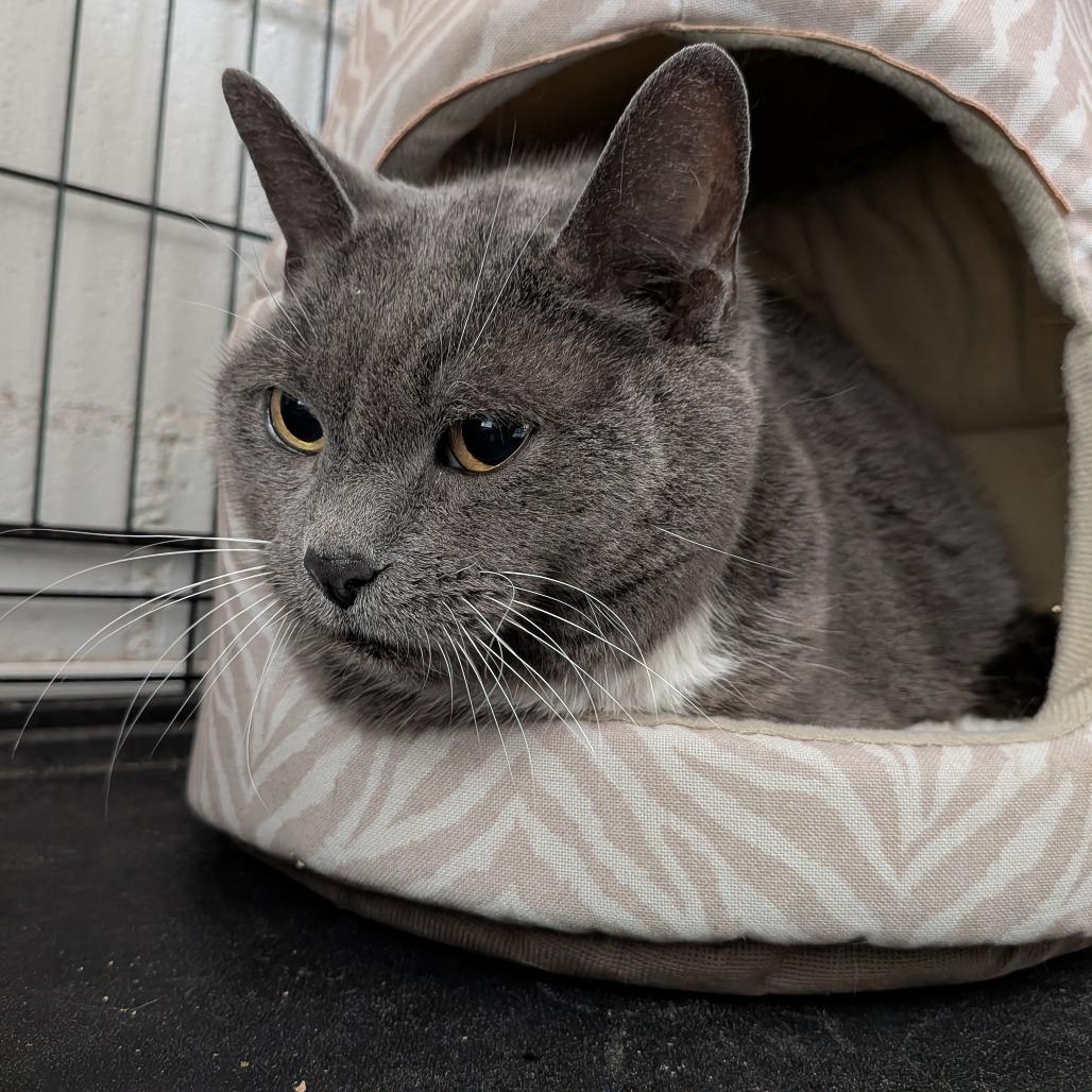 Enlarge Dave, a Adoptable Domestic Short Hair in Greenville, PA image 1/2