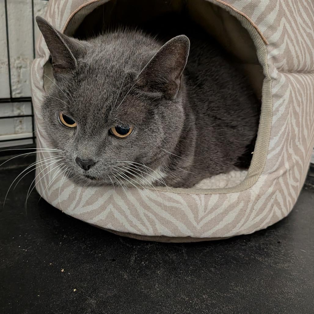 Enlarge Dave, a Adoptable Domestic Short Hair in Greenville, PA image 2/2