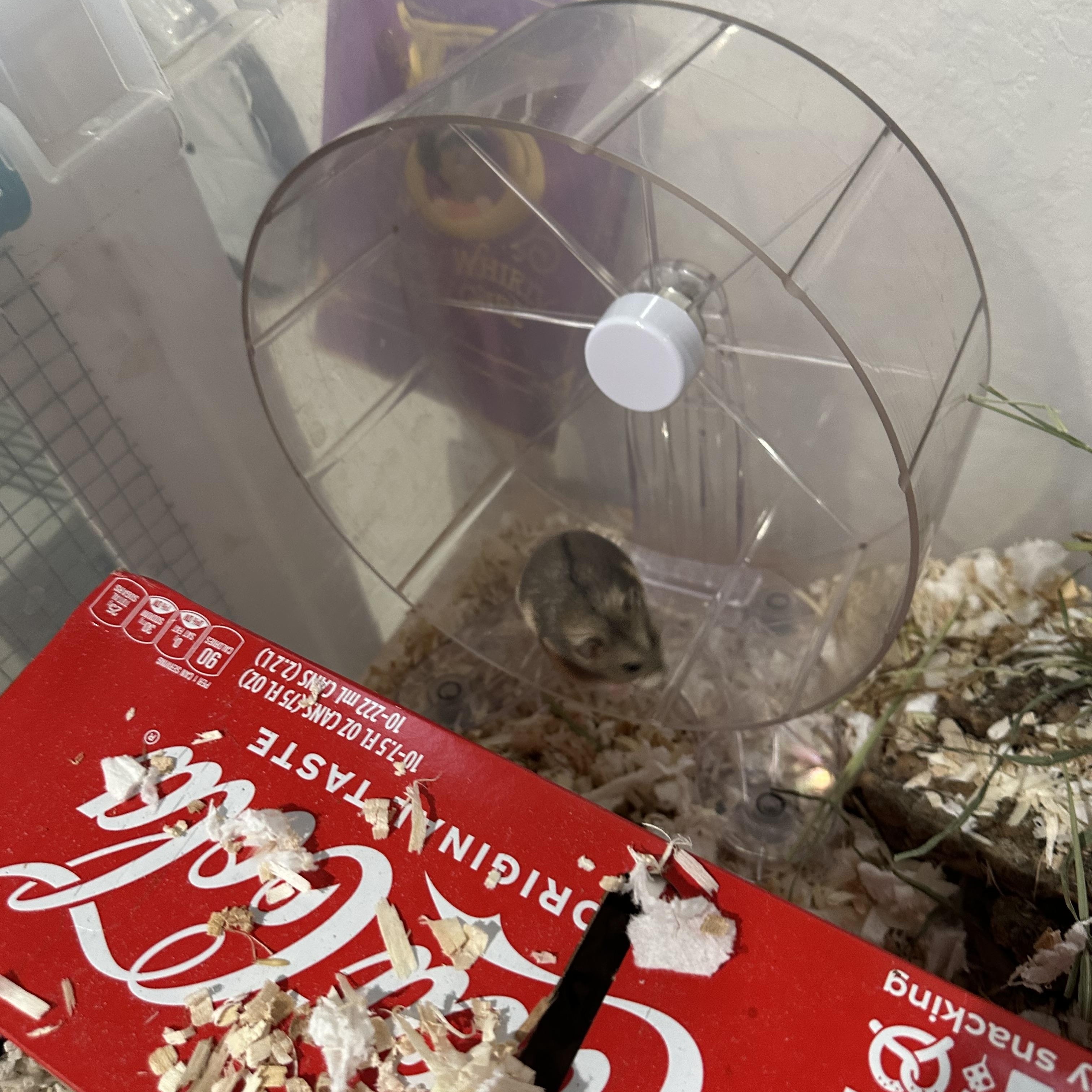 Enlarge Snowball, an adopted mixed breed in Irvine, CA image 2/2