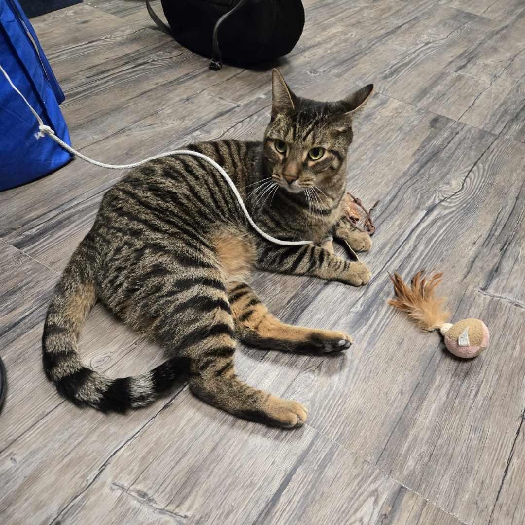 Ironman, a Adoptable mixed breed in Chicago, IL image 2/10