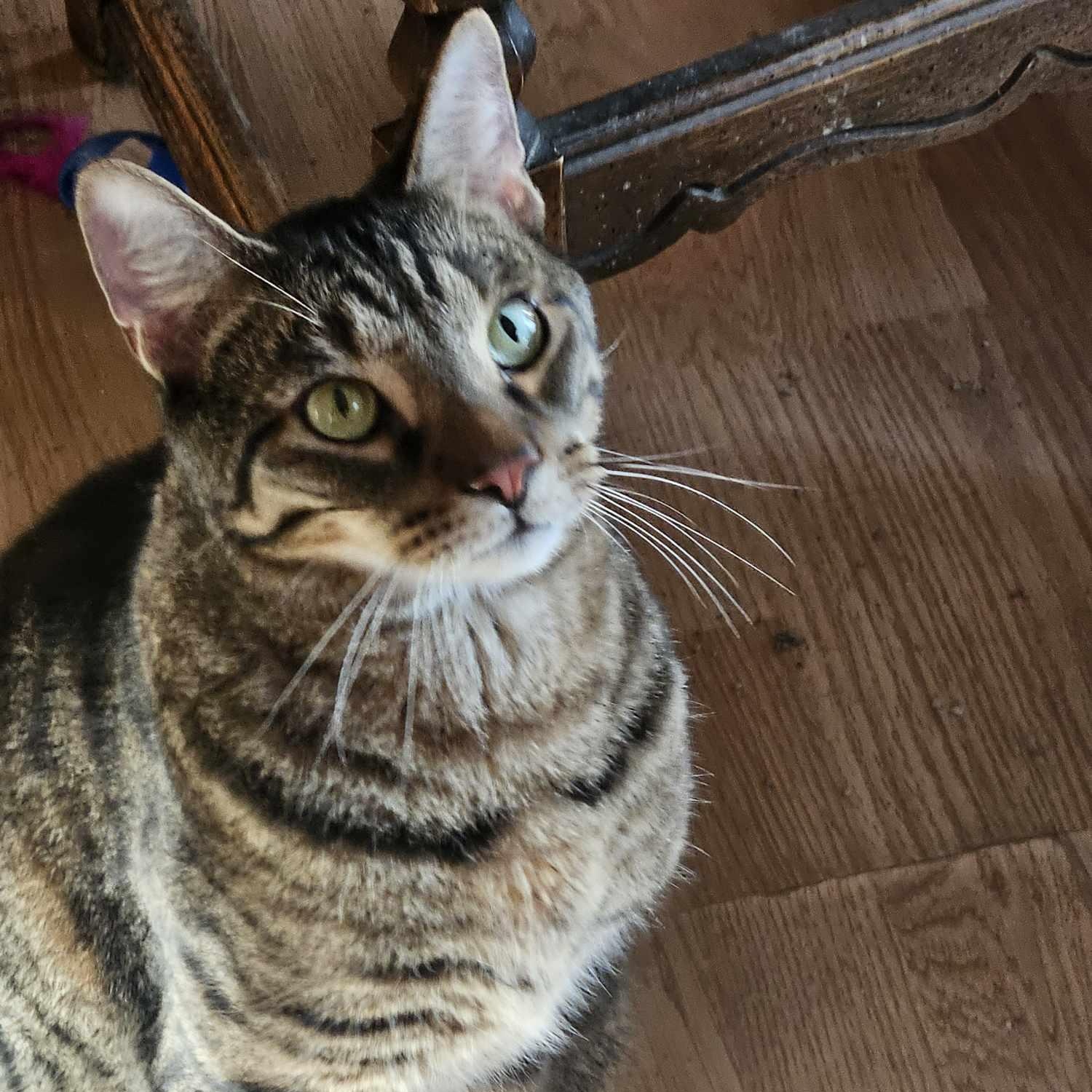 Ironman, Adoptable, Adult Male Domestic Short Hair.