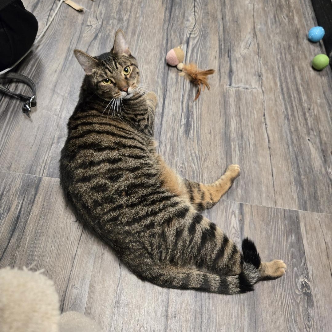 Ironman, a Adoptable mixed breed in Chicago, IL image 6/10