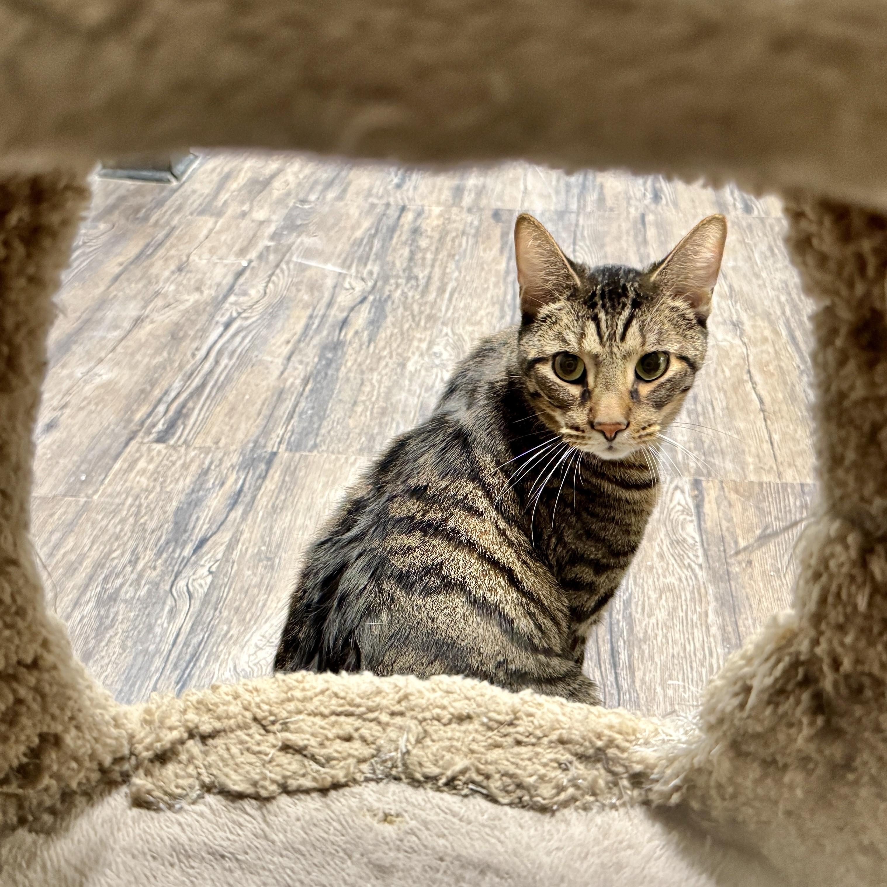 Ironman, a Adoptable mixed breed in Chicago, IL image 1/10