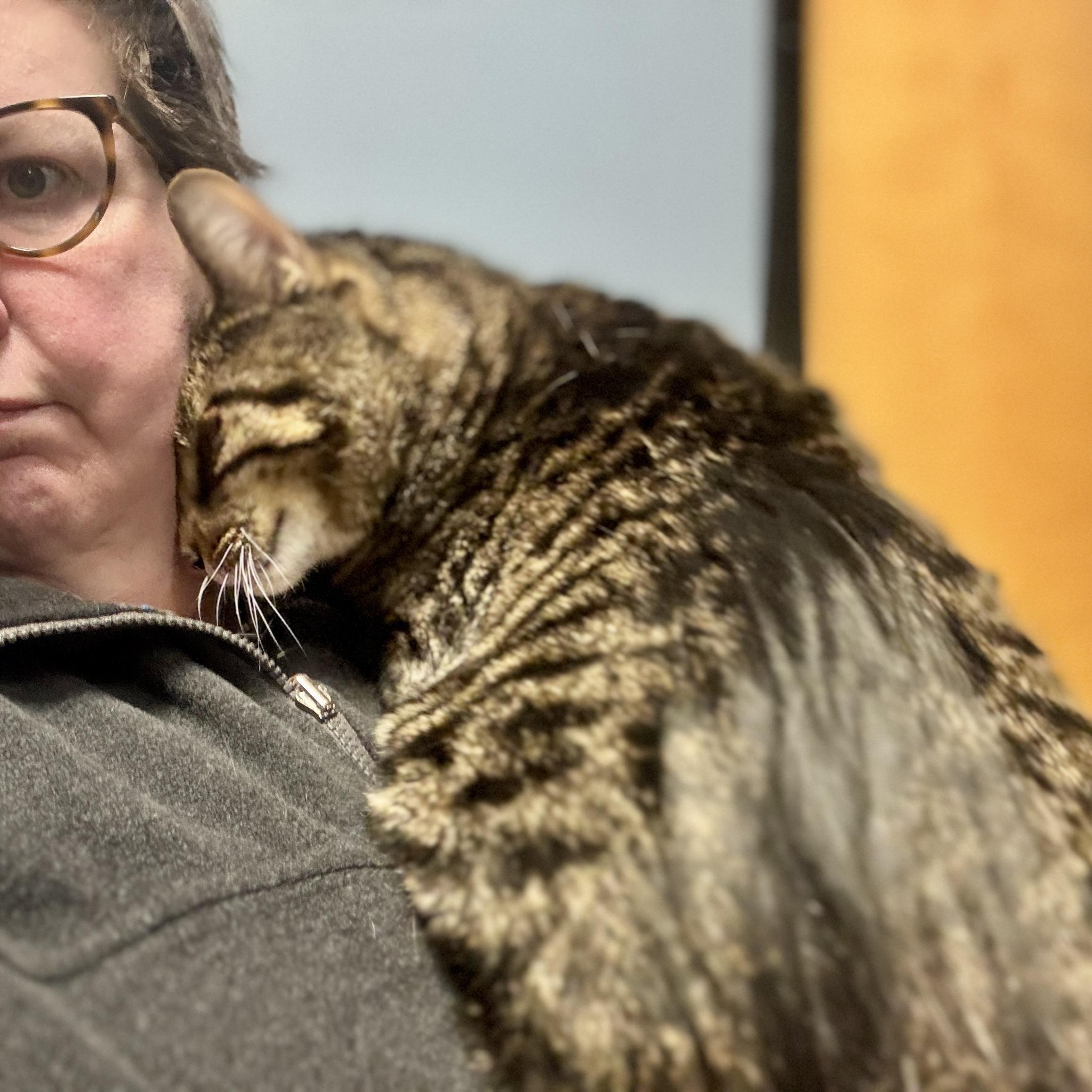 Enlarge Ironman, a Adoptable mixed breed in Chicago, IL image 8/10