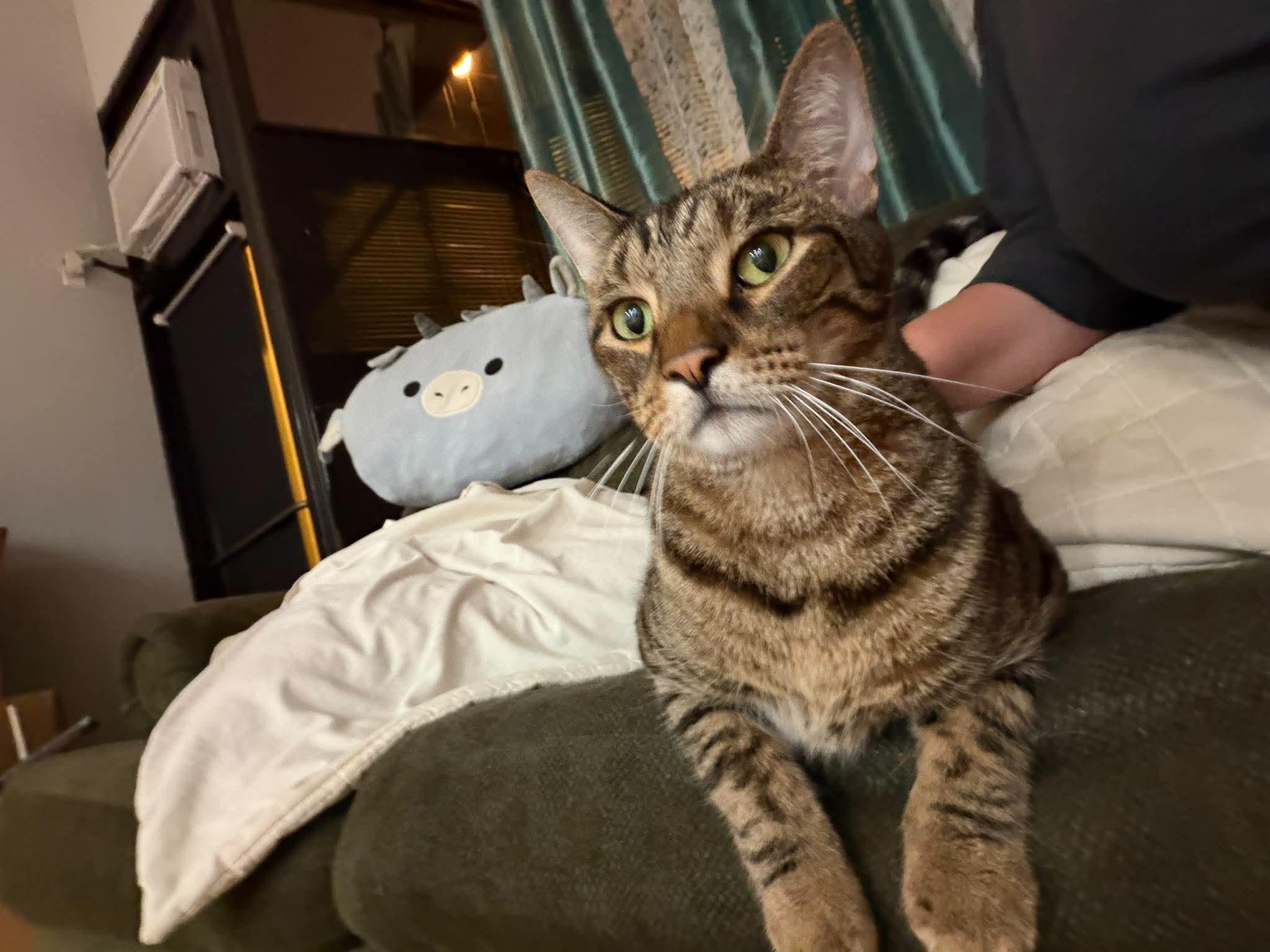 Enlarge Ironman, a Adoptable mixed breed in Chicago, IL image 1/6