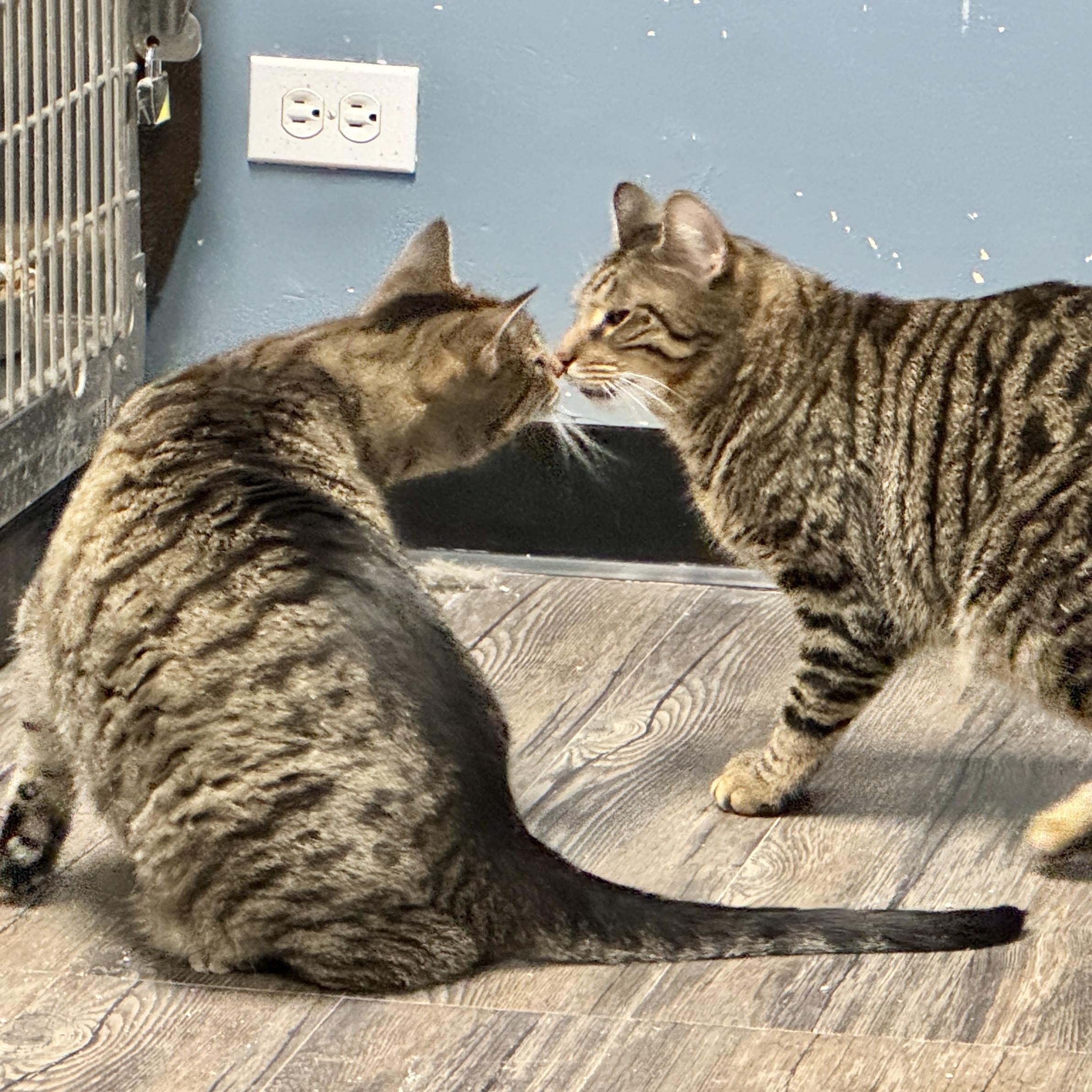 Enlarge Ironman, a Adoptable mixed breed in Chicago, IL image 10/10